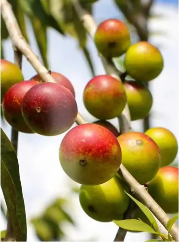 about superfoods