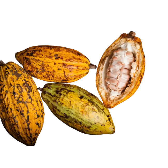 Cacao